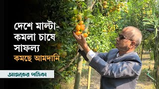 কমলা-মাল্টা চা‌ষে জয়না‌লের সাফল‌্য | Fruits | Orange | Thakurgaon |  Ajker Patrika