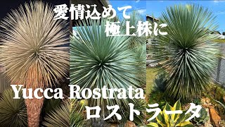 【ユッカ・ロストラータ】ドライガーデンのメインツリーにオススメ‼︎全11株を育成して感じた事やこだわりの剪定方法を紹介します！