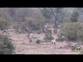 white lion and lioness entertain waterbuck antelope