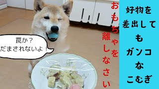 おもちゃを離さないガンコな柴犬こむぎの日常。楽しく面白く生活しています。