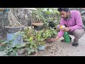 শীতকালে বট বনসাই কি যত্ন নেওয়ার প্রয়োজন winter care bonyan bonsai 1 january 2025