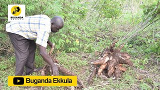 Okuloota nga okuula muwogo  - Ebirooto Namakulu Gaabyo - Buganda Ekkula