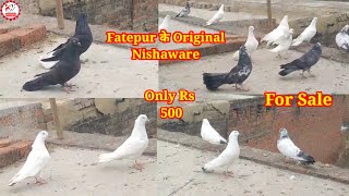 Fatepur Wale लालू भाई के Original Nishaware Kaldume Gare Kabootar For 8355854447 @KkabutarGroup