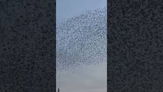 Starlings at Penzance Harbour 15/02/25