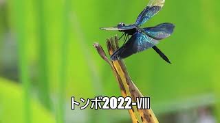 トンボ2022 Ⅷ 「チョウトンボの産卵」7月15日