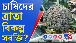 বিকল্প সবজি চাষে লাভ গুনছেন কৃষকরা | Chandrakona Farming | Broccoli | Red Cabbage | Bengal Farmers