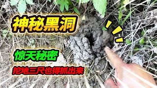 户外野采发现神秘黑洞，冒险徒手上前探索，抓出的生物惊掉下巴