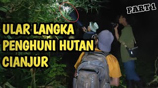 Akhirnya menemukan ular yang LANGKA | ekspedisi hutan Cianjur