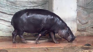 うろうろナツメちゃん【2023年3月18日】【上野動物園】コビトカバ