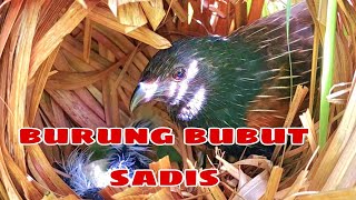 INDUK BURUNG BUBUT TERLALU GALAK ANAKNYA HARUS KUAT