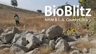 Taking Community Science Across L.A. NHM and County of L.A. Public Library