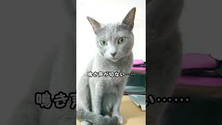 【猫動画】食事後にご飯アピールするロシアンブルー【russianblue】#shorts　Russian blue to appeal to rice after meals