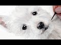 How to Paint a Realistic White Westie Dog in Watercolor