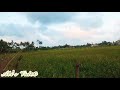 எனது ஊரில் காணப்படும் அழகான வயல் வெளிகள் beautiful rice field in puliyankoodal