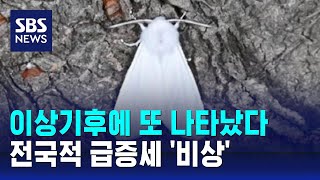 이상기후에 또 나타났다…전국적 급증세 '비상' / SBS / 오클릭