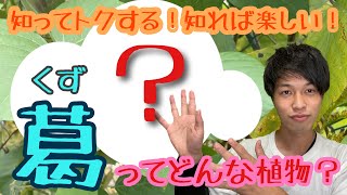 【🌱植物図鑑】葛(クズ)のという野草を紹介します！