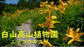 白山高山植物園のニッコウキスゲ