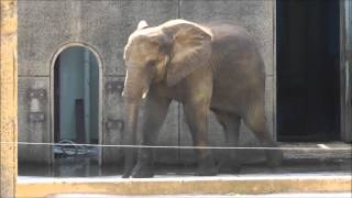 2013年9月20日　とべ動物園　アフリカゾウ　媛ちゃん