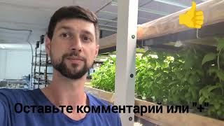 Сити Ферма. Новые культуры. Vertical farming. New products.