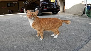 人懐っこい野良猫をナデナデしてきました【猫島】【沖縄】【奥武島】