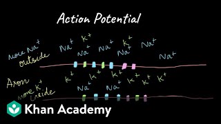 Action Potential Production | Neural Control and Coordination | Class XI | Biology | Khan Academy