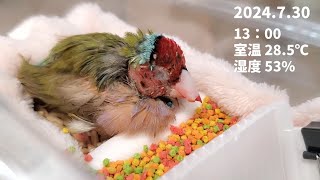 2【鳥の介護】少し元気になりました　カラ　コキンチョウ　老鳥　給餌　ハンドフィーディング　Gouldian finch　Totally blind　old bird birdhandfeeding