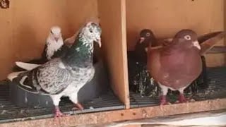 Best tippler pigeon breeder - There are 350 pigeons. Amazing pigeon breeding collection