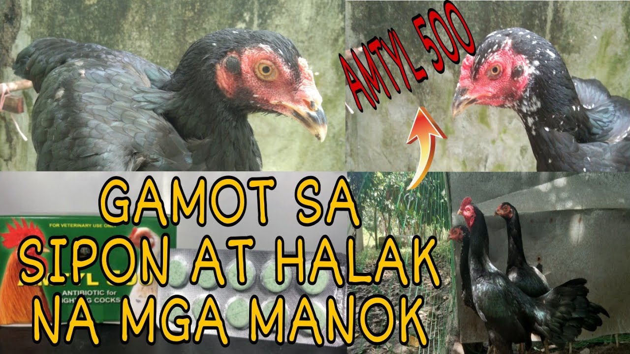 GAMOT SA SIPON AT HALAK NG MGA MANOK / KA AGRI TV - YouTube