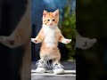 gatito bailando ia dance viralshorts shortsviral gracioso