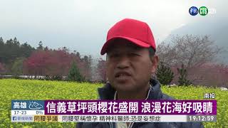 南投櫻花盛開爭艷 粉紅花海綴滿山頭｜華視新聞 20210220