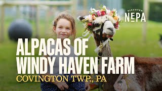 Alpacas of Windy Haven Farm