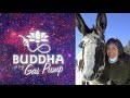 Karlene Stange, DVM - on the Spiritual Nature of Animals - Buddha at the Gas Pump Interview