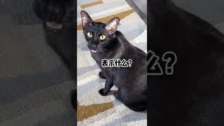 【家有猫三宝】包包是懂怎么打滑的#猫 #cat #pets #funny #宠物生活 #寵物 #萌宠