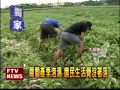 大雨下不停 美濃半數蘿蔔泡湯－民視新聞