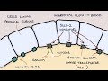 How does Dapagliflozin work? Understanding SGLT2 inhibitors.