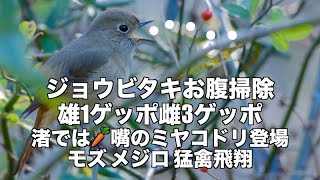 ジョウビタキ美しくて可愛いのに(ゲッポ )そして風に抗う葛西臨海公園野鳥