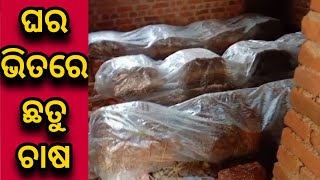 Mushroom Cultivation Inside Home/ ଘର ଭିତରେ ପାଳ ଛତୁ ଚାଷ/ घर के अन्दर पुआल मशरूम खेती