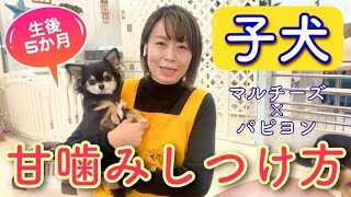 子犬の甘噛み 噛み癖 手が傷だらけで困ってます【№182】