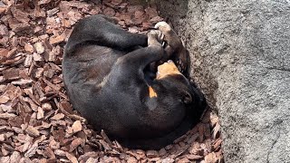 キョウコさんお昼寝タイム【2023年3月1日】【上野動物園】マレーグマ