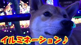 柴犬リキとリコ 道の駅の豪華イルミネーションを見に行ったよ！Shiba inu Riki and Riko  Christmas lights