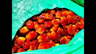 Zahedi Dates:Secret Hacks for Cheap Revealed!