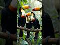 Fact-Fusion Nr.10 #shortvideo #facts #animals #knowledge #wildlife #toucanbird