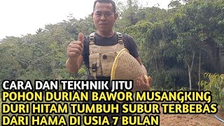 KEBUN DURIAN BAWOR TUMBUH SUBUR  TERBEBAS DARI HAMA DI KUBANGREJA TAMBAKSARI WANAREJA CILACAP