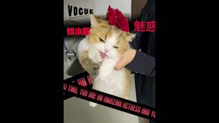 自我介绍一下 我是小胖猫 烧小豚猫咪 萌宠版出场介绍卡点萌度超级高