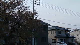 ウェザーリポート動画0408「桜土手、だんだん葉桜へ」@鳥取市　17時15分頃