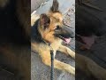 bujuku bujuku bujuku 😝 dog germanshephered viral doglover gsd funny comedy german puppy