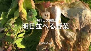 22.3.1菜園と鍼灸院