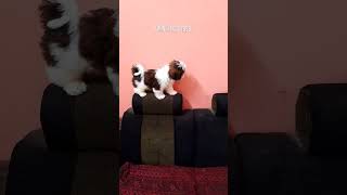 അയ്യോ രക്ഷിക്കണേ🤣🤣 #funny #dog #pets #trending #shortsfeed #love #video #shots #shorts #short #viral