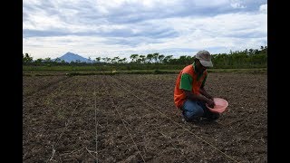 ABC Landline 'Working Together' - ACIAR helping Indonesian farmers thrive after the 2004 tsunami