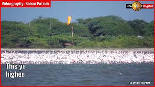 Greater Flamingos of Mannar - The beauties who arrive in white and depart in pink